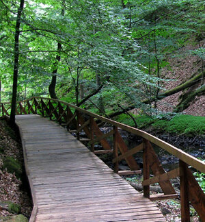 lövskog