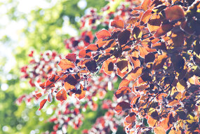 Orange höstlöv framför gröna löv. 