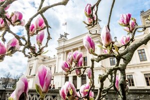Blommande magnolior på universitetsområdet i Lund.